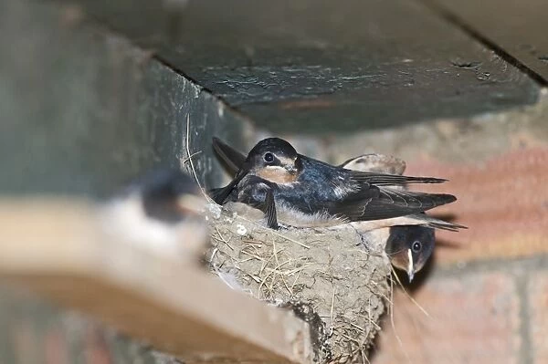 Young Swallows Hirundo rustica about to fledge Norfolk July