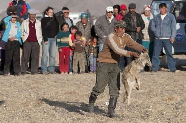 Young Wolf being thrown into ring as a lure for falconers Golden Eagles at Eagle