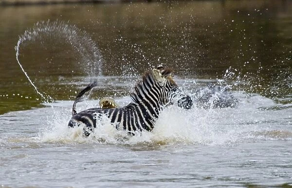Zebra foal caught by Crocodile Mara River Masai Mara Kenya