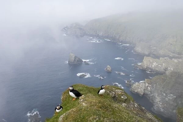 Atlantic Puffin (Fratercula arctica) three adults, standing on clifftop overlooking misty sea and cliff habitat, Hermaness N. N. R. Unst, Shetland Islands, Scotland, june