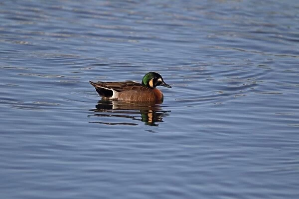 Baikal Teal (Anas formosa) x Blue-winged Teal (Anas discors) hybrid, escape from private collection, adult male