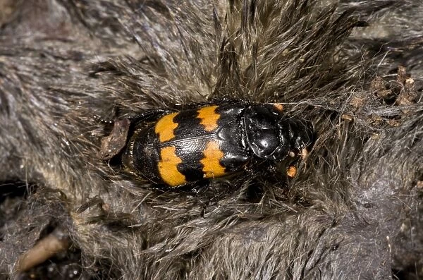 Burying Beetle (Nicrophorus interruptus) adult, on European Mole (Talpa europaea) carcass, France, August