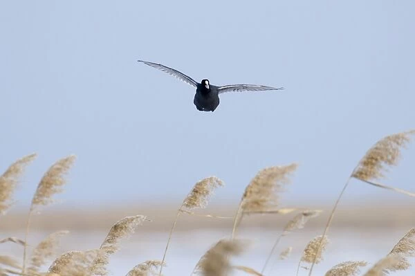 Common Coot (Fulica atra) adult, in flight over reedbed, Norfolk, England, winter