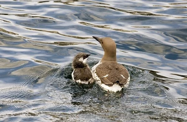 Common Guillemot (Uria aalge) adult with chick, swimming at sea, Farne Islands, Northumberland, England, july