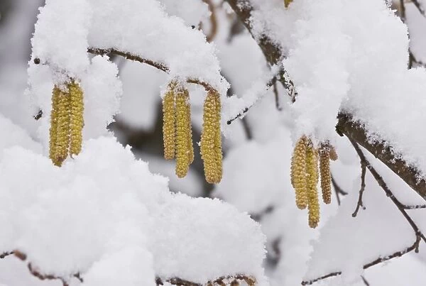 Common Hazel (Corylus avellana) close-up of catkins, covered with snow, Picos de Europa, Cantabrian Mountains, Spain
