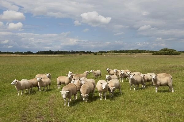 Domestic Sheep, flock standing in coastal pasture, Waxham, Norfolk, England, july