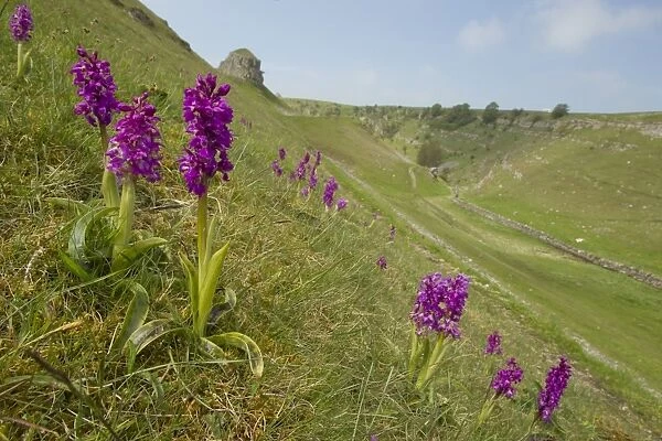 Early Purple Orchid (Orchis mascula) flowering, growing on slope in habitat, with Peters Stone in distance