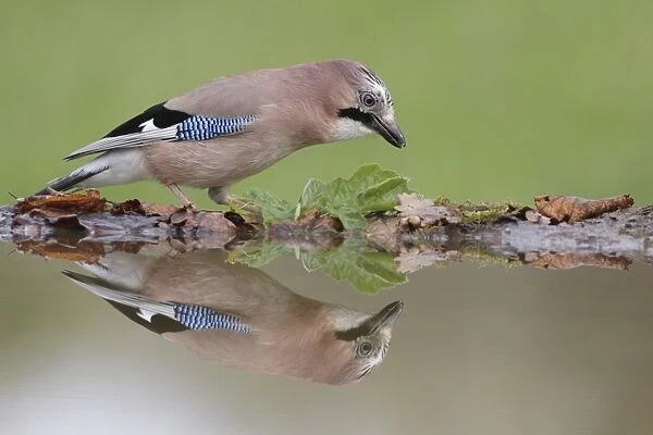 Eurasian Jay (Garrulus glandarius) adult, standing at edge of pool with reflection, West Yorkshire, England, May