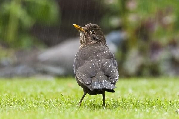 European Blackbird (Turdus merula) adult female, foraging on garden lawn during rainfall, Belvedere, Bexley, Kent