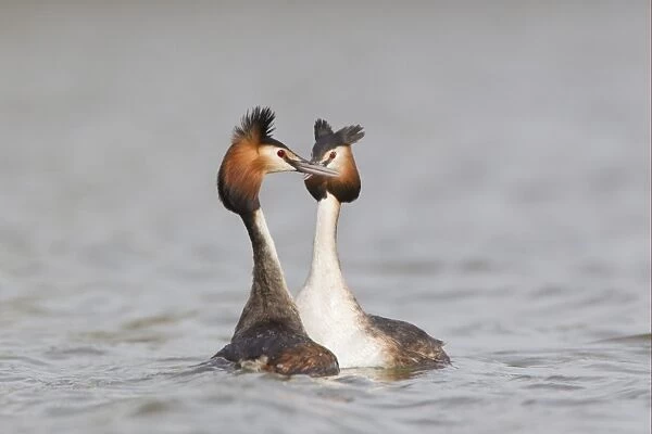 Great Crested Grebe (Podiceps cristatus) adult pair, in courtship display on water, River Thames, England, april