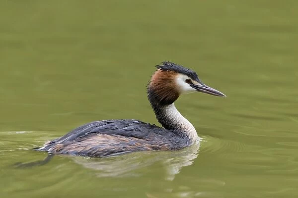 Great Crested Grebe (Podiceps cristatus) adult, swimming, Suffolk, England, June