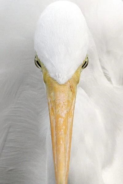 Great Egret (Casmerodius albus) adult, close-up of head, Florida, U. S. A