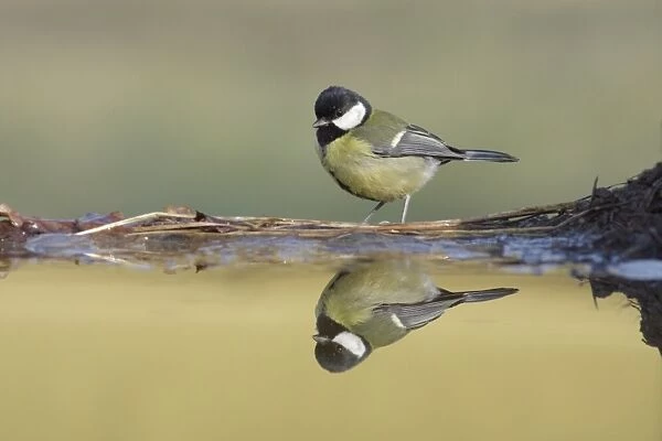 Great Tit (Parus major) adult, standing at edge of pool, with reflection, West Yorkshire, England, April