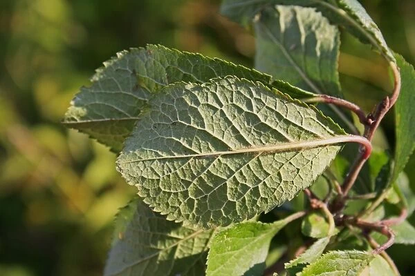 Greengage (Prunus domestica ssp. italica) close-up of leaf underside, growing in hedgerow, Mendlesham, Suffolk