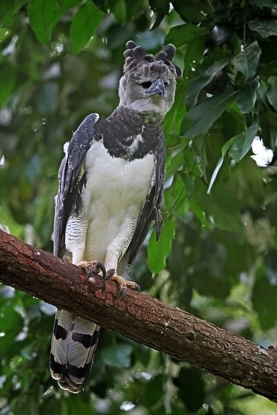 Harpy Eagle (Harpia harpyja) adult female, perched on branch, reintroduction program, Panama, November