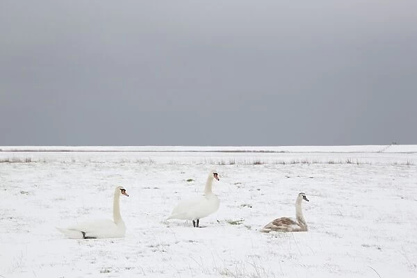Mute Swan (Cygnus olor) two adults and juvenile, on snow covered grazing marsh habitat, Suffolk, England, february