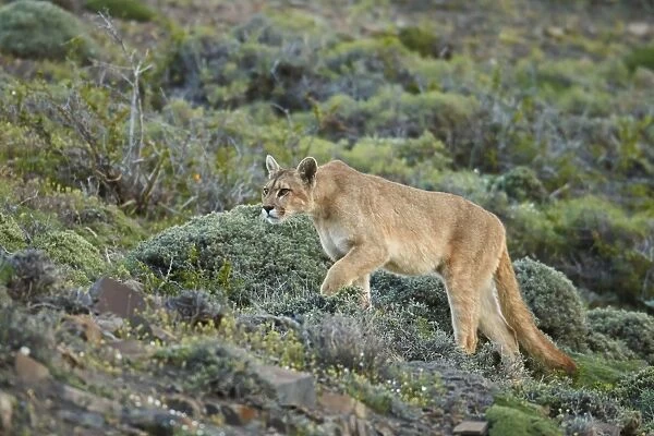 Puma (Puma concolor puma) adult female, walking on slope, Torres del Paine N. P. Southern Patagonia, Chile, November