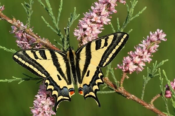 Southern Swallowtail (Papilio alexanor) adult male, feeding on French Tamarisk (Tamarix gallica) flowers, Peloponesos, Greece, april