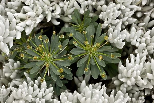 Spurge (Euphorbia multifolia) flowering, growing amongst Woolly Senecio (Senecio haworthii) leaves, South Africa