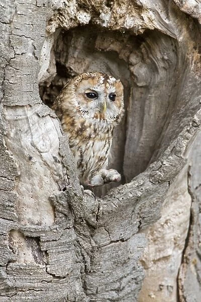 Tawny Owl (Strix aluco) adult, with Common Shrew (Sorex araneus) prey in talons, perched in hollow tree trunk, England
