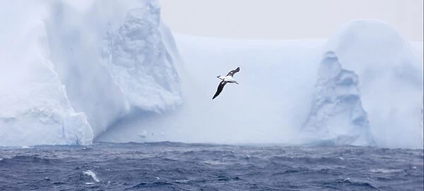 Wandering Albatross (Diomedea exulans) adult, in flight over sea near iceberg, Southern Ocean, off South Georgia, october