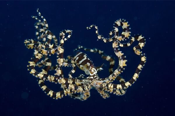 Wonderpus Octopus (Wunderpus photogenicus) adult, free-swimming, Lembeh Straits, Sulawesi, Sunda Islands, Indonesia
