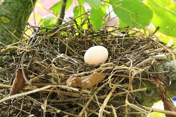 Wood Pigeon (Columba palumbus) one egg in nest, on branch of Common Walnut (Juglans regia) tree in garden, Suffolk, England, august