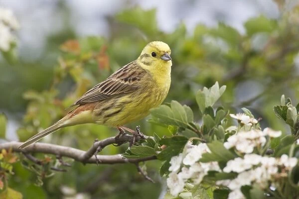 Yellowhammer (Emberiza citrinella) adult male, perched in flowering hawthorn bush, Lincolnshire, England, may
