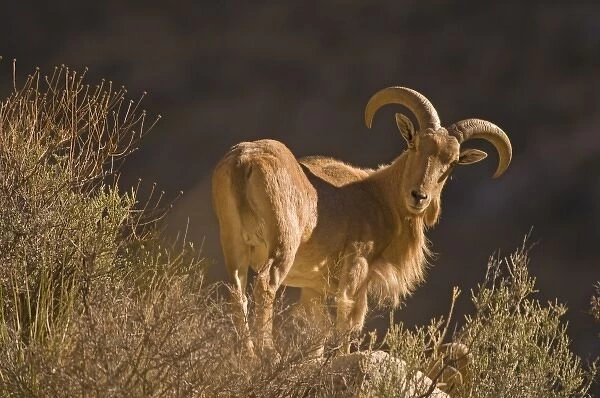 An adult mountain barbary bighorn sheep, Ammotragus lervia, or aoudad, forages high