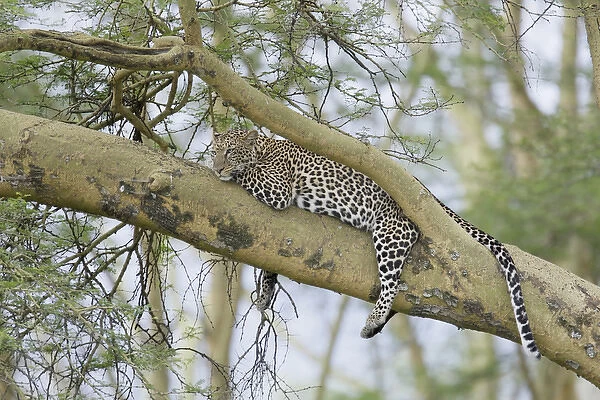 Africa, Kenya, Nakuru National Park. Leopard relaxing in tree