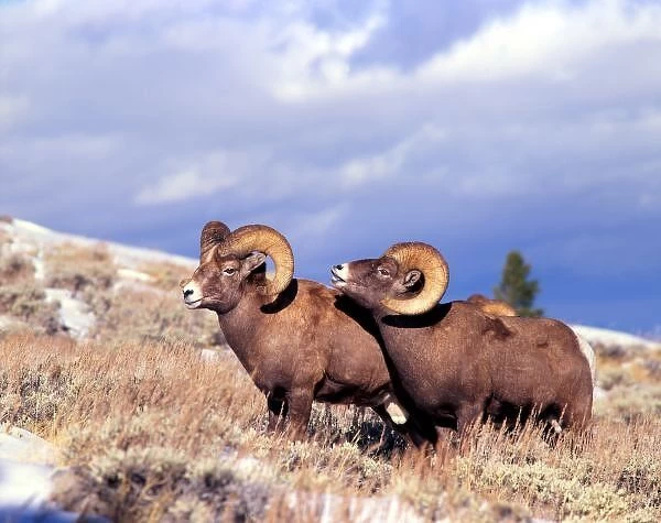 Two bighorn rams (Ovis canadensis) on grassy slope, Whiskey Mountain, Wyoming