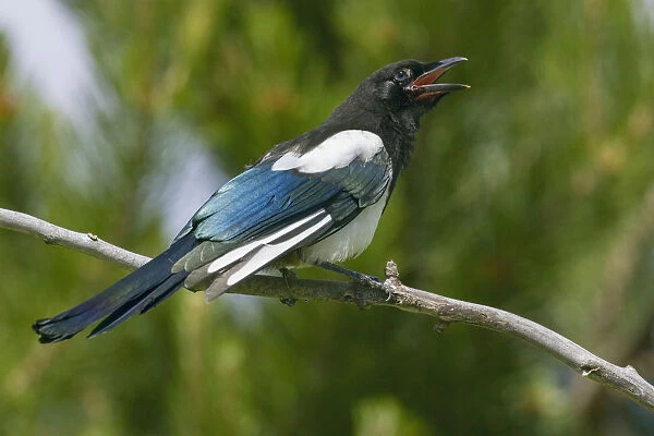 Bozeman, Montana, USA. Black-billed magpie vocalizing