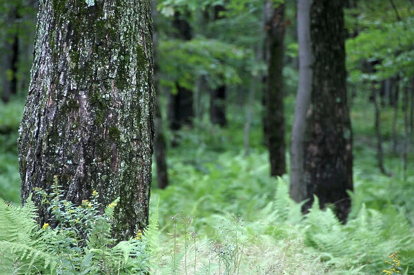 Canada, Quebec. Sugar Shack aka le Chemin du Roy, maple tree forest. Property Release