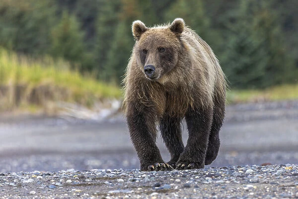 Grizzly bear, Lake Clark National Park and Preserve, Alaska