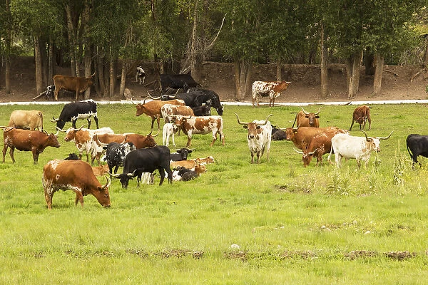 Herd of Texas Longhorn cattle in green pasture