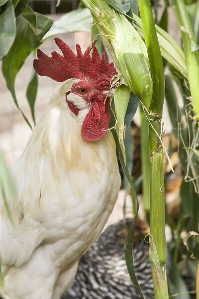 Issaquah, Washington State, USA. White Leghorn rooster eating an ear of corn from a garden