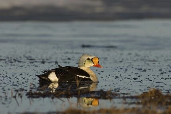 king eider, Somateria spectabilis, male on a freshwater lake in the National Petroleum Reserves
