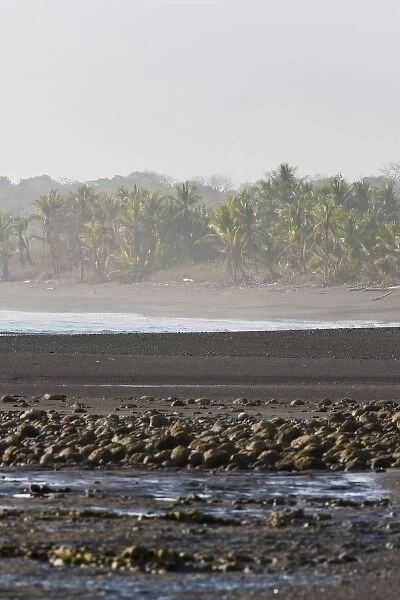 Lowland rainforest skirts the edge of a sandy beach along Corcovado National Park