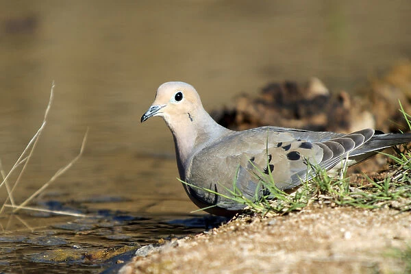 The mourning dove (Zenaida macroura) drinking at a small pond