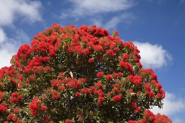 Red Flowering Gum Tree, Marrawah, North Western Tasmania, Australia
