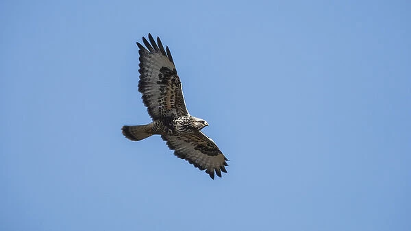 A Rough-legged Hawk (Buteo lagopus) in flight