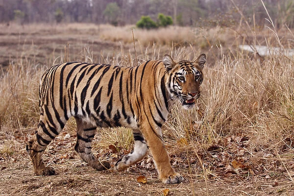 Royal Bengal Tiger, in the summer grassland, Tadoba Andheri Tiger Reserve, India