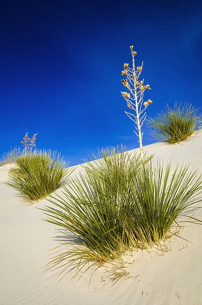 Soaptree Yucca (Yucca elata) and dunes, White Sands National Monument, New Mexico USA