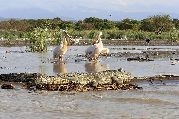 Stalking crocodile. Lake Chamo. Ethiopia, Africa