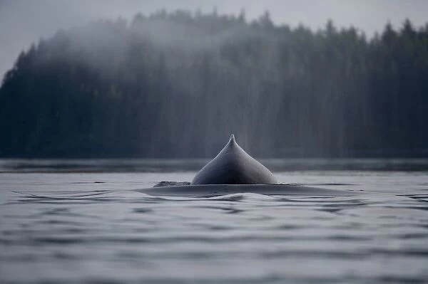 USA, Alaska, Humpback Whale (Megaptera novaengliae) surfaces to breath in Frederick