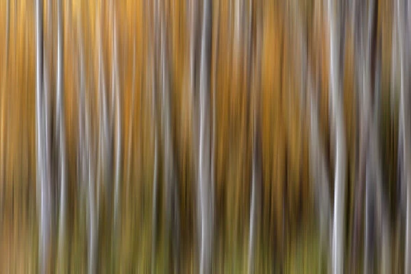 USA, Colorado. Abstract of aspen trees in autumn