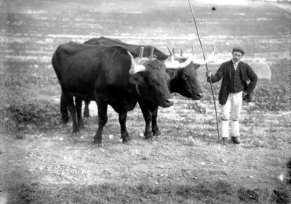 Pair of yoked oxen, with driver. c 1900