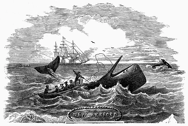 NEW BEDFORD WHALER. A boat from a New Bedford whaler harpooning a whale. Wood engraving, American, late 19th century