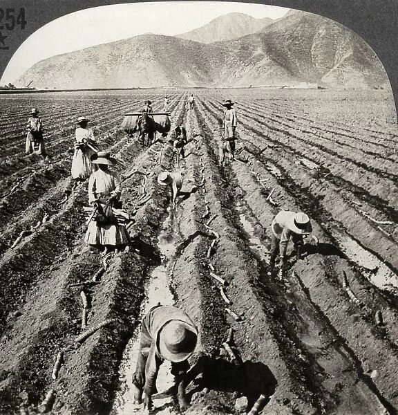 PERU: SUGAR CANE, c1910. Planting sugar cane in a large hacienda near Lima, Peru