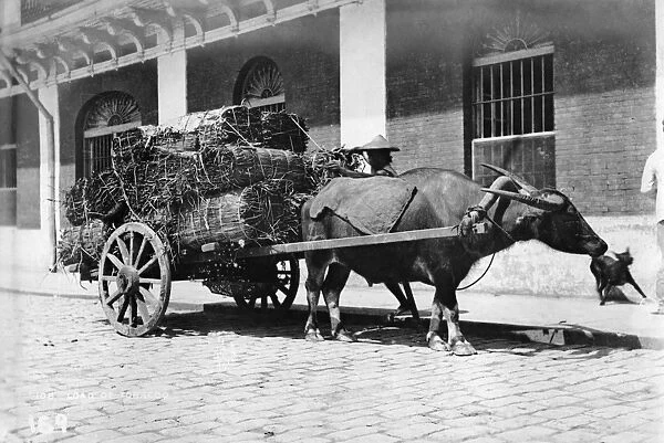 PHILIPPINES, c1900. A carabao pulling a wagon full of tobacco in the Philippines